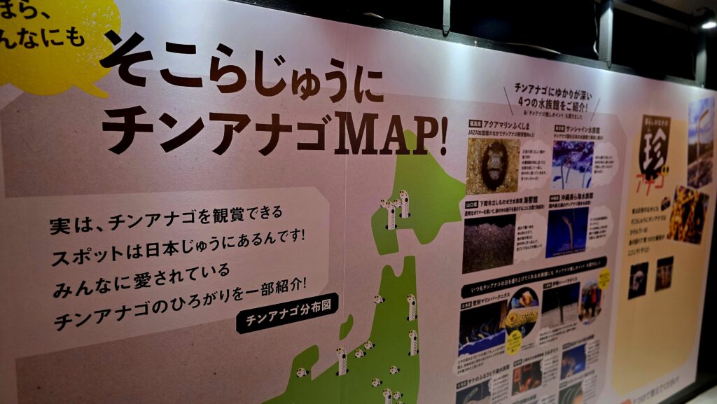 チンアナゴの日 イベント 写真