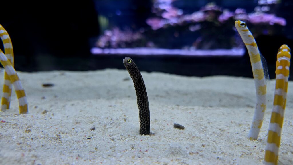 すみだ水族館 チンアナゴ ニシキアナゴ チンアナゴ3種 比較写真