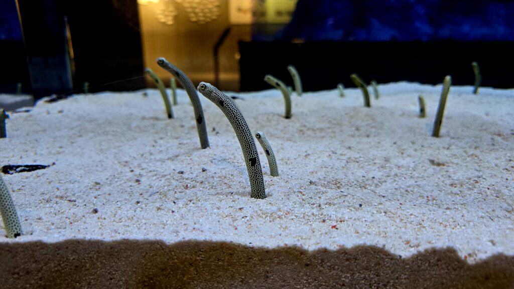 すみだ水族館 チンアナゴ水槽