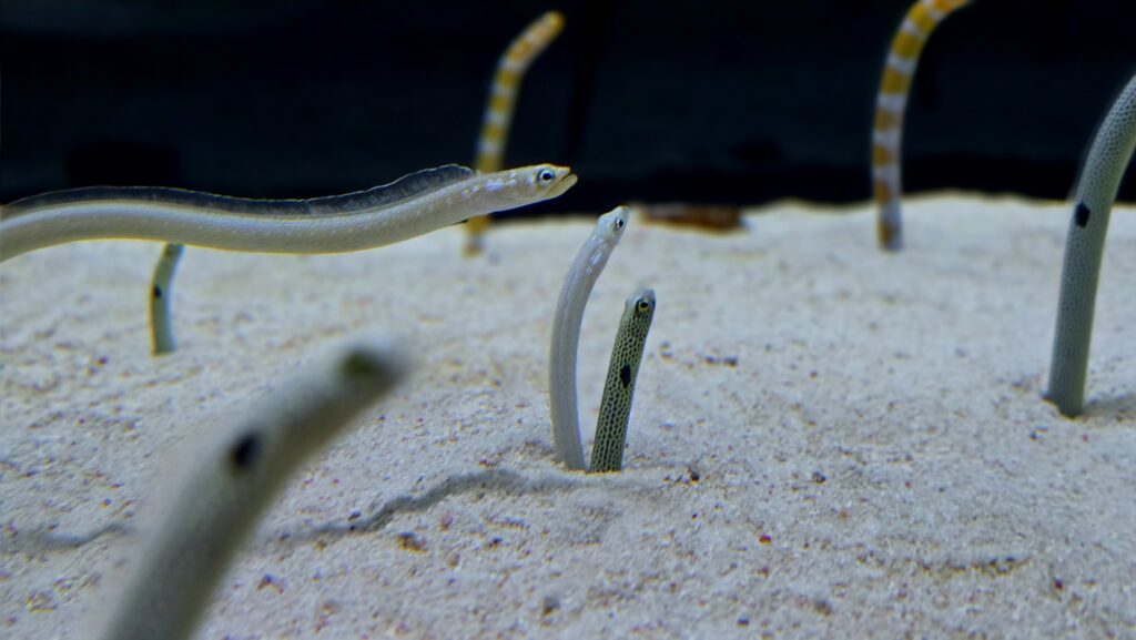 すみだ水族館　チンアナゴ