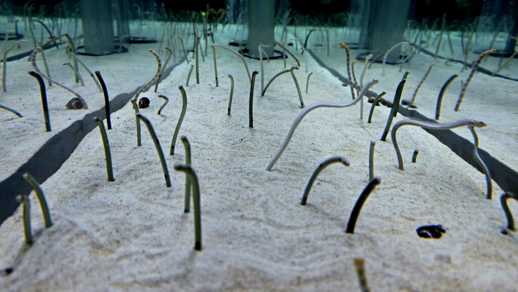 すみだ水族館 チンアナゴ水槽