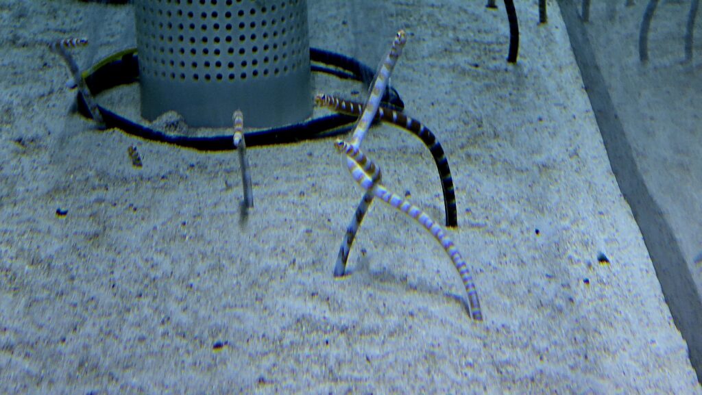 チンアナゴ ゴハンタイム