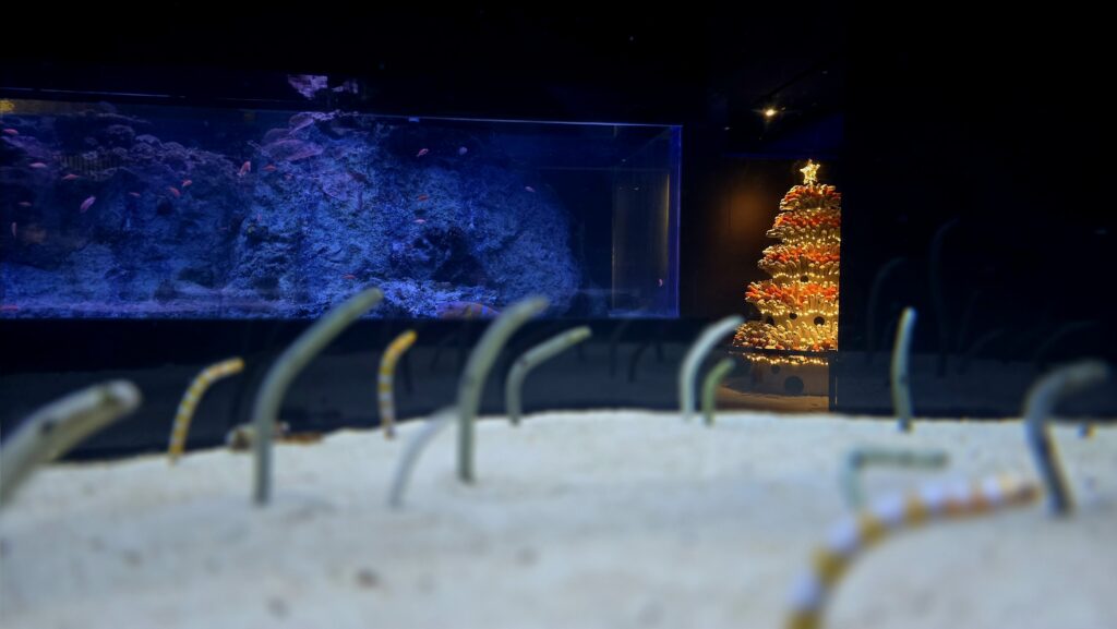 チンアナゴツリー 写真