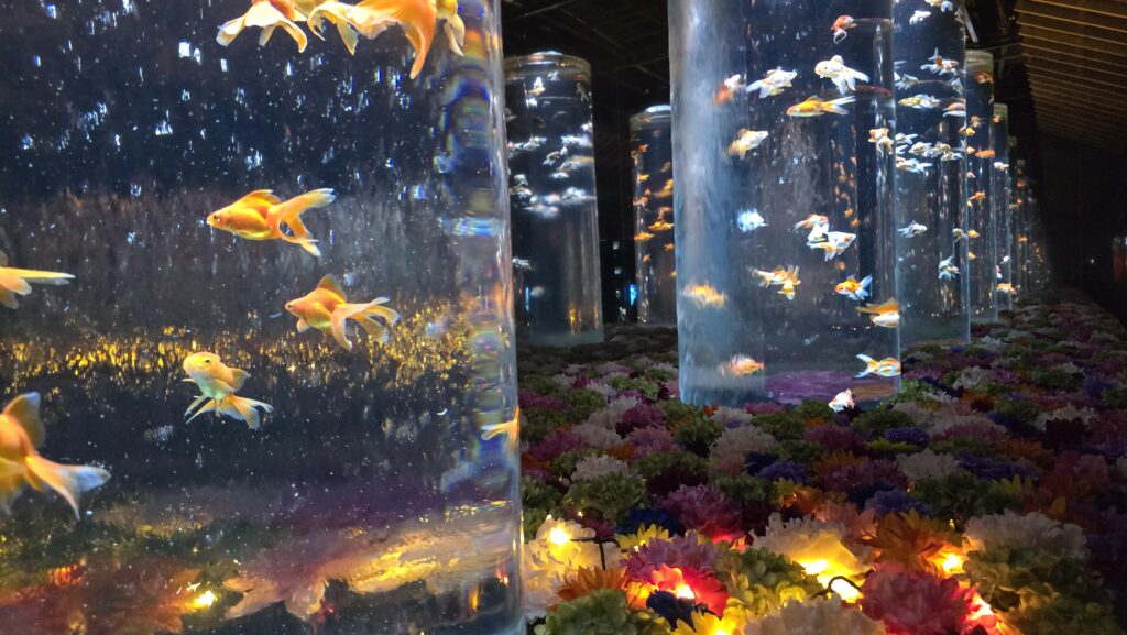 アートアクアリウム銀座 Flower Aquarium Gala 金魚の回廊