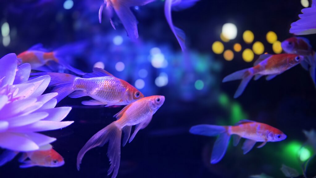 アートアクアリウム銀座 Flower Aquarium Gala 猪目リウム 五彩金魚 フォトスポット