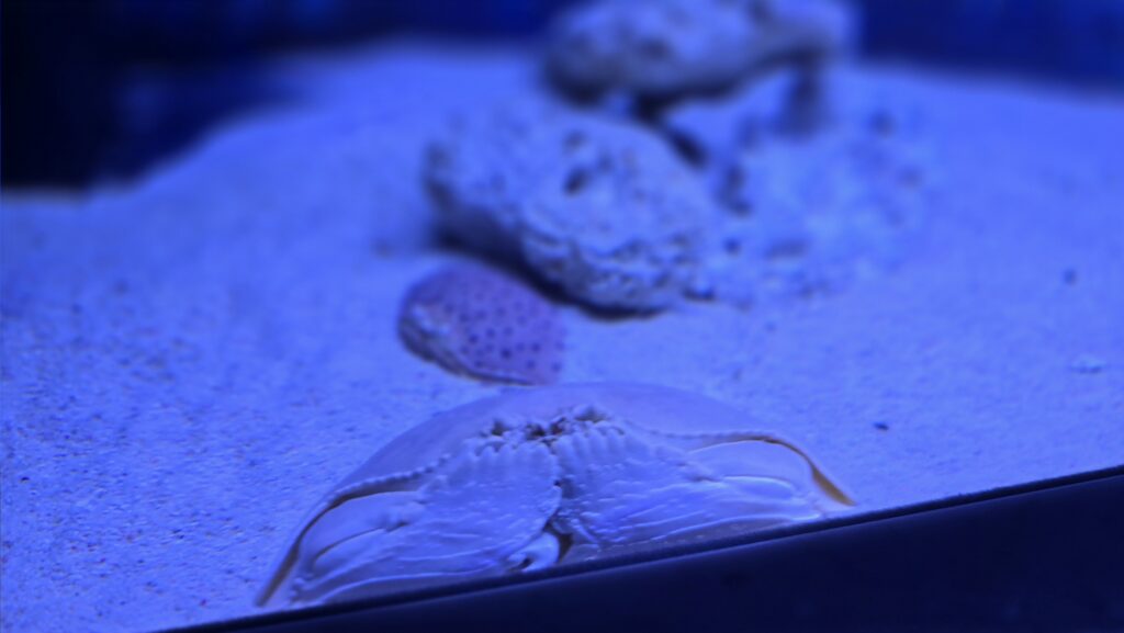 アクアパーク品川 SNOW AQUARIUM by NAKED Winter Color Street