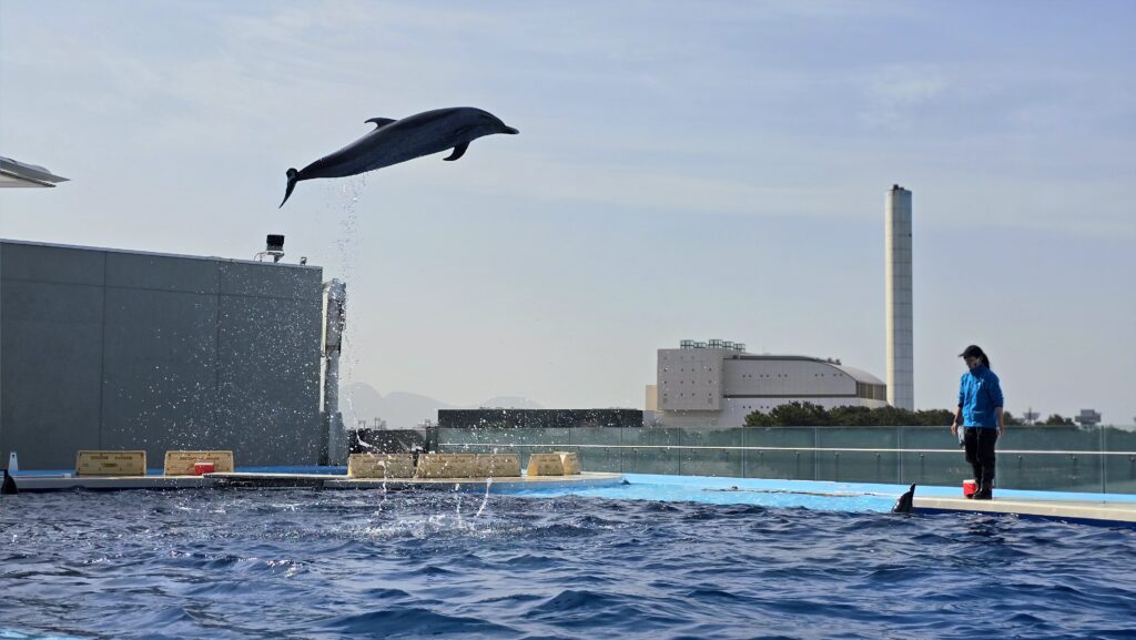 四国水族館 イルカ プレイイングタイム
