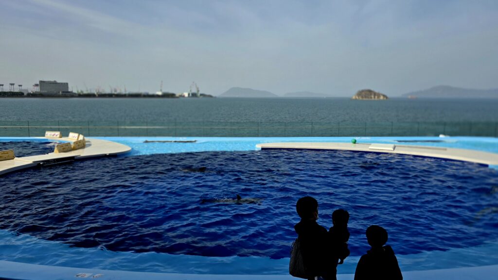 四国水族館 インフィニティプール イルカ