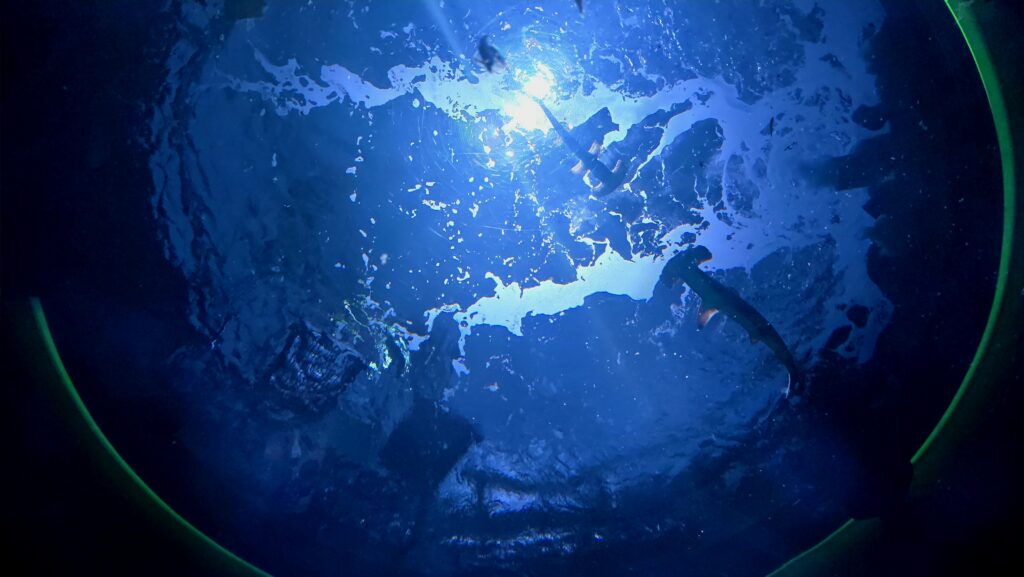 四国水族館 神無月の景 シュモクザメ