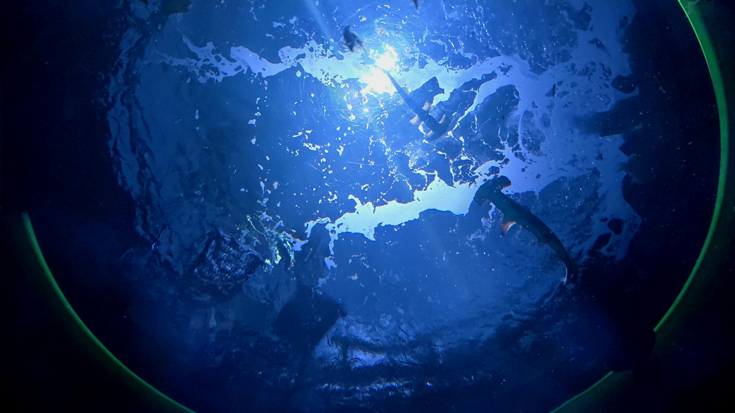 四国水族館　神無月の景　シュモクザメ