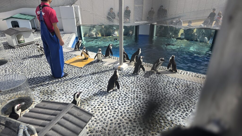 四国水族館 ペンギン