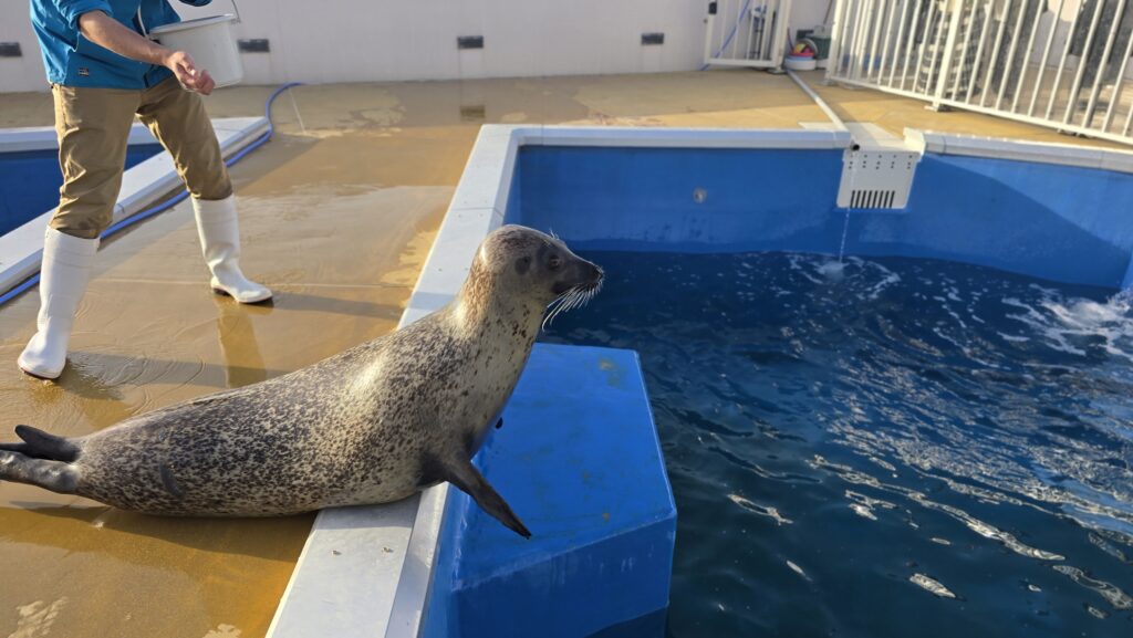 四国水族館 アザラシ
