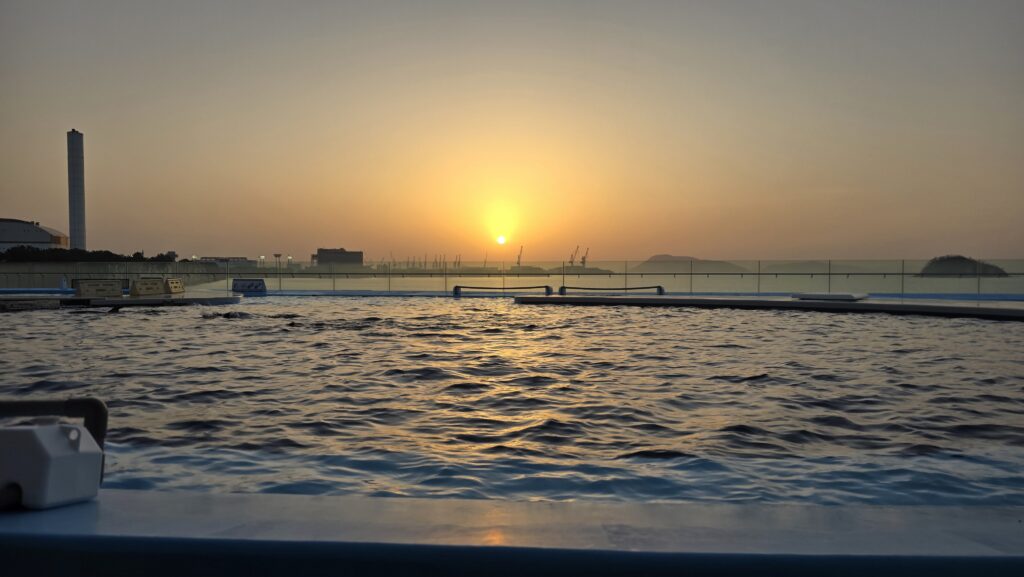 四国水族館 インフィニティプール イルカ
