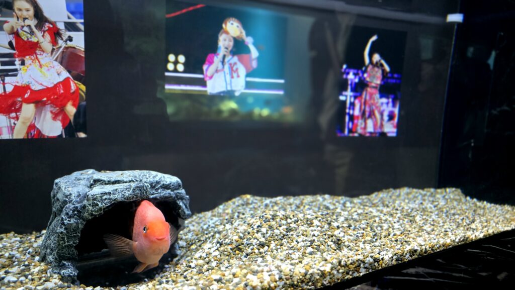 アクアパーク品川　ももクロ　水槽