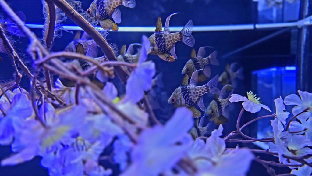 アクアパーク品川　SAKURA AQUARIUM