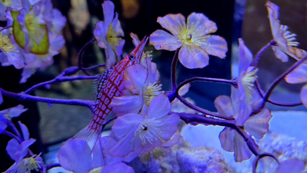 アクアパーク品川　SAKURA AQUARIUM