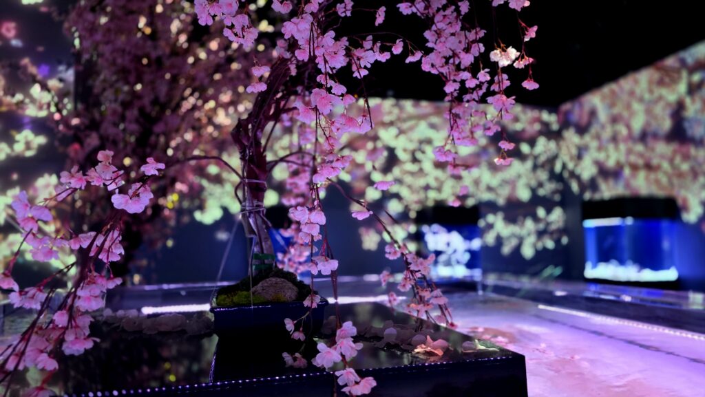 アクアパーク品川　SAKURA AQUARIUM