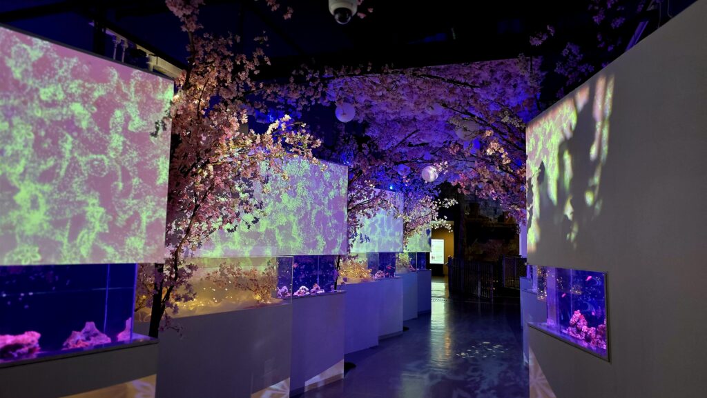 アクアパーク品川　SAKURA AQUARIUM