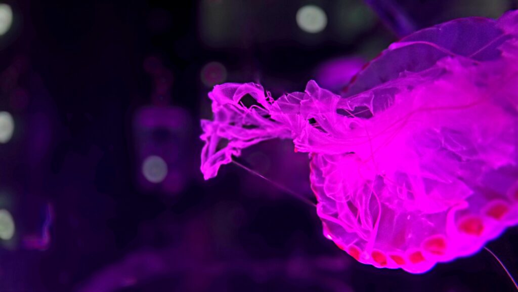 アクアパーク品川　SAKURA AQUARIUM クラゲ