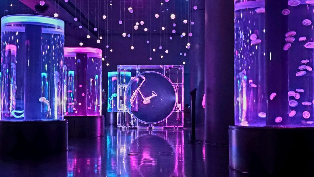 アクアパーク品川　SAKURA AQUARIUM クラゲ