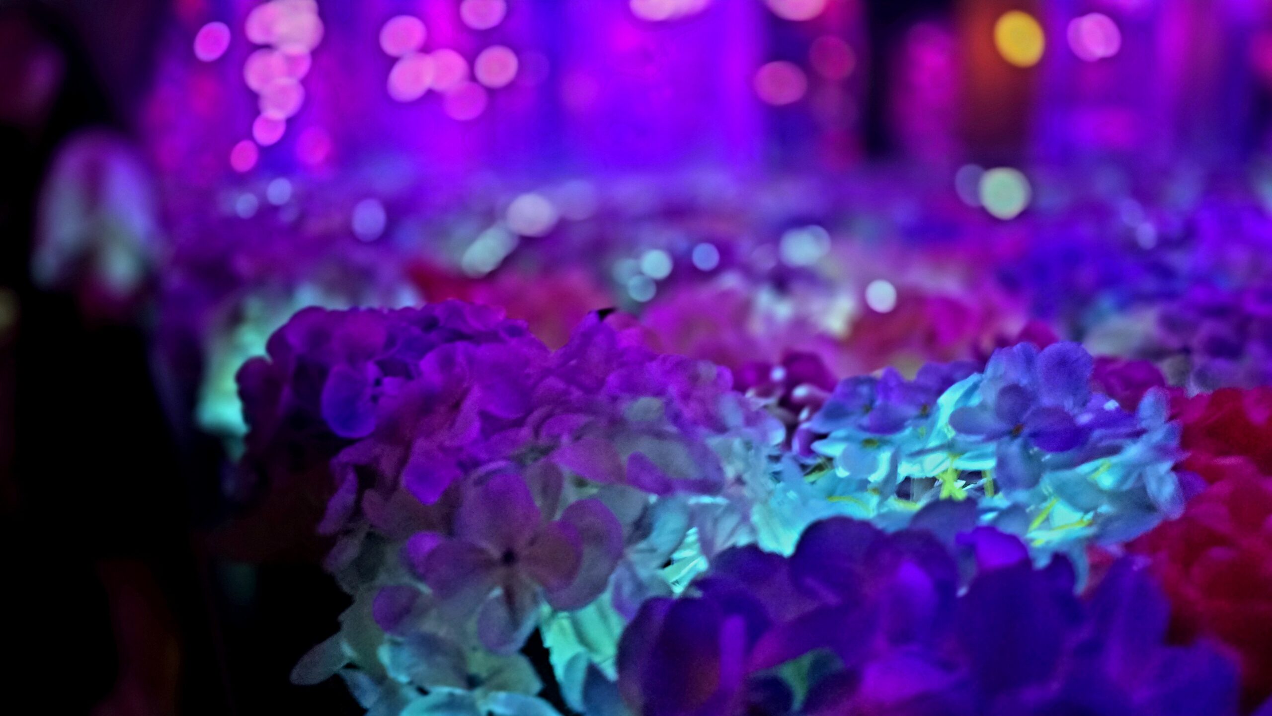 アートアクアリウム美術館 GINZA 回廊の紫陽花アップ