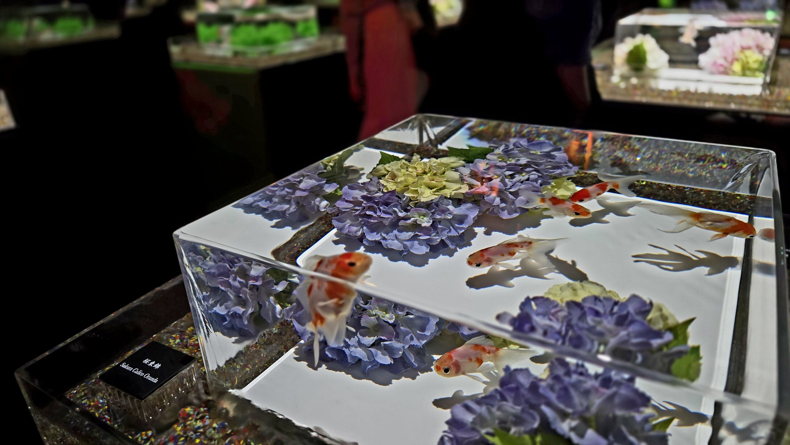 アートアクアリウム美術館 GINZA 新金魚品評　紫陽花