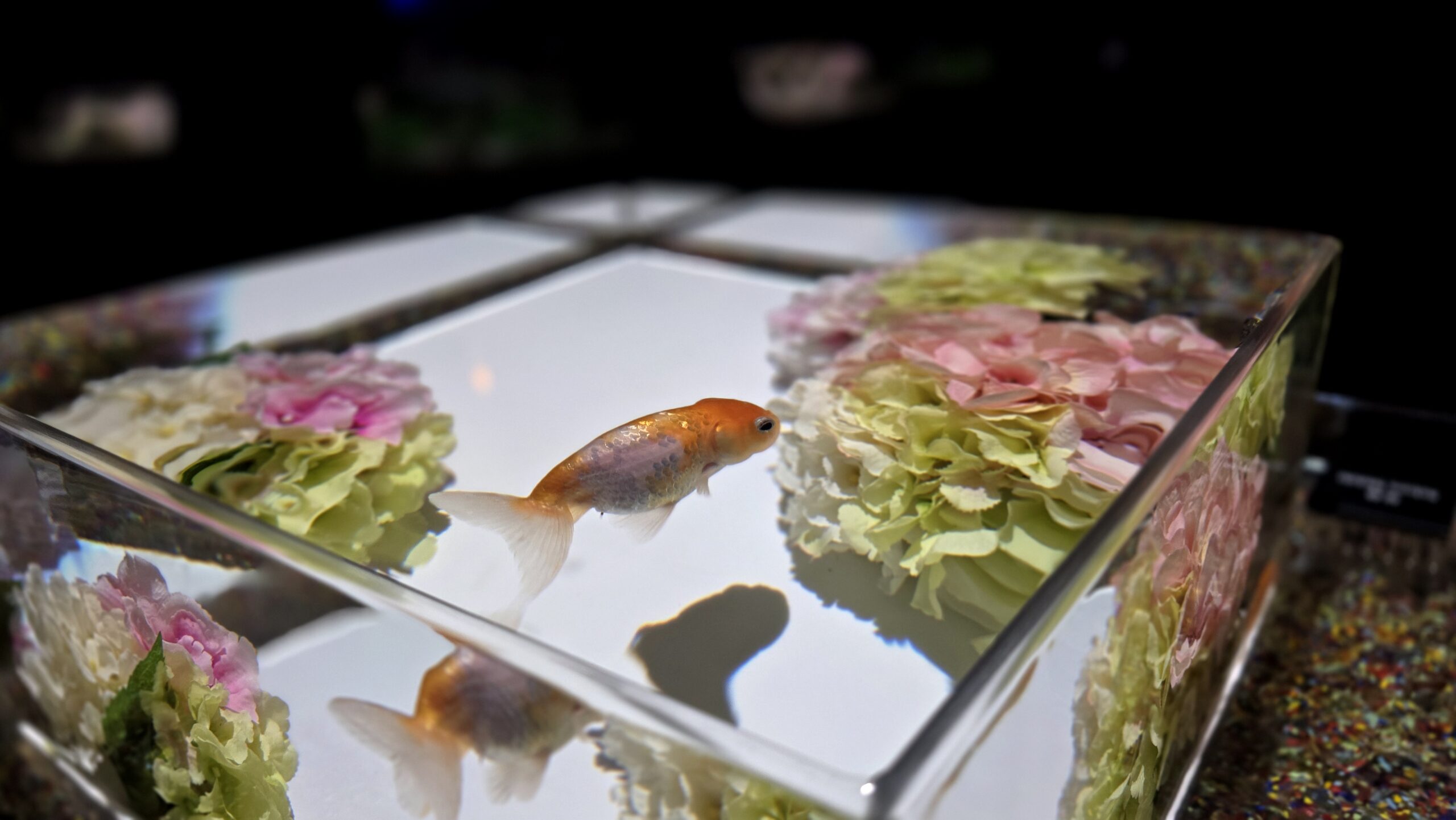 アートアクアリウム美術館 GINZA 品評金魚のアップ