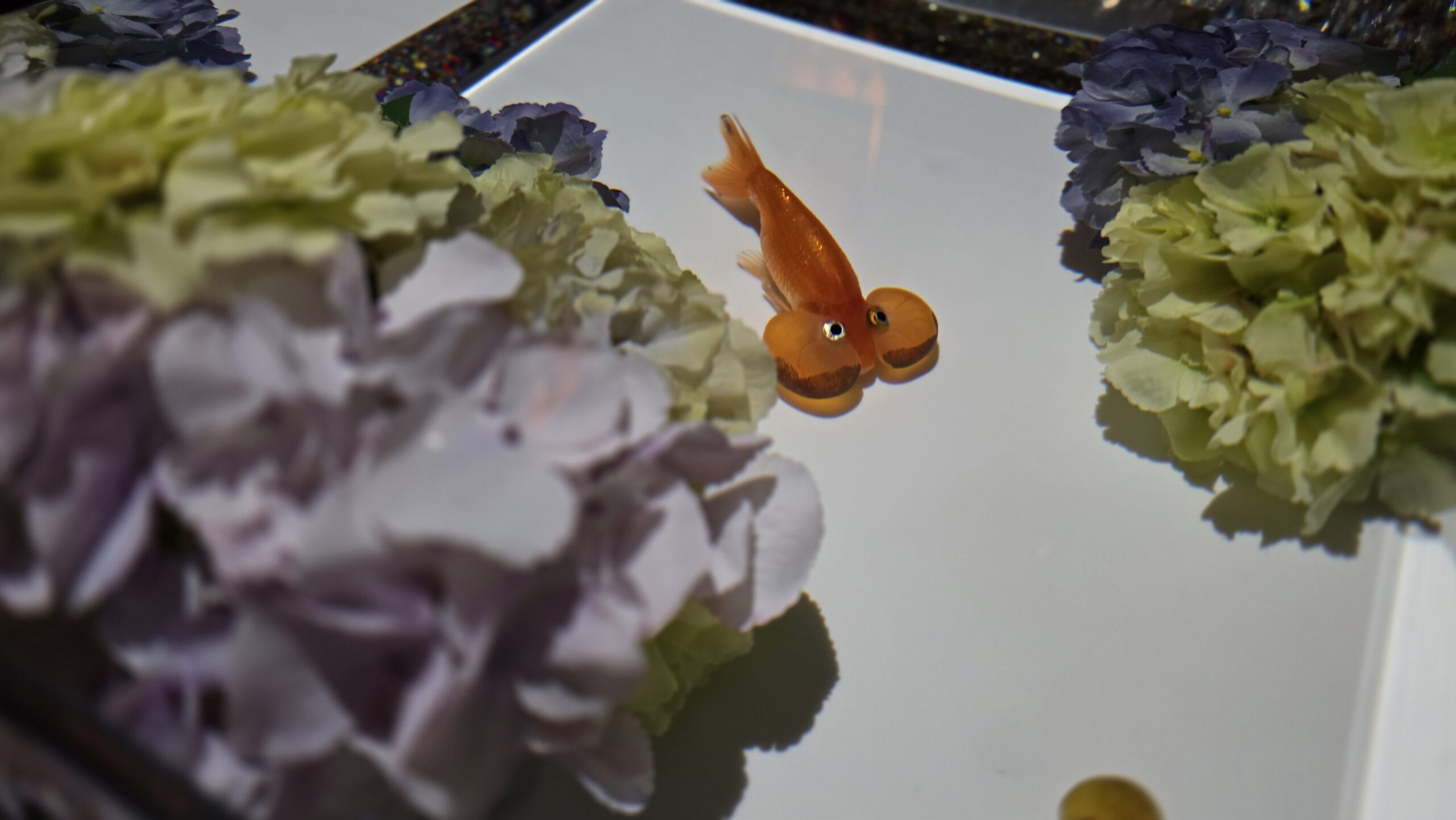 アートアクアリウム美術館 GINZA 新金魚品評　紫陽花