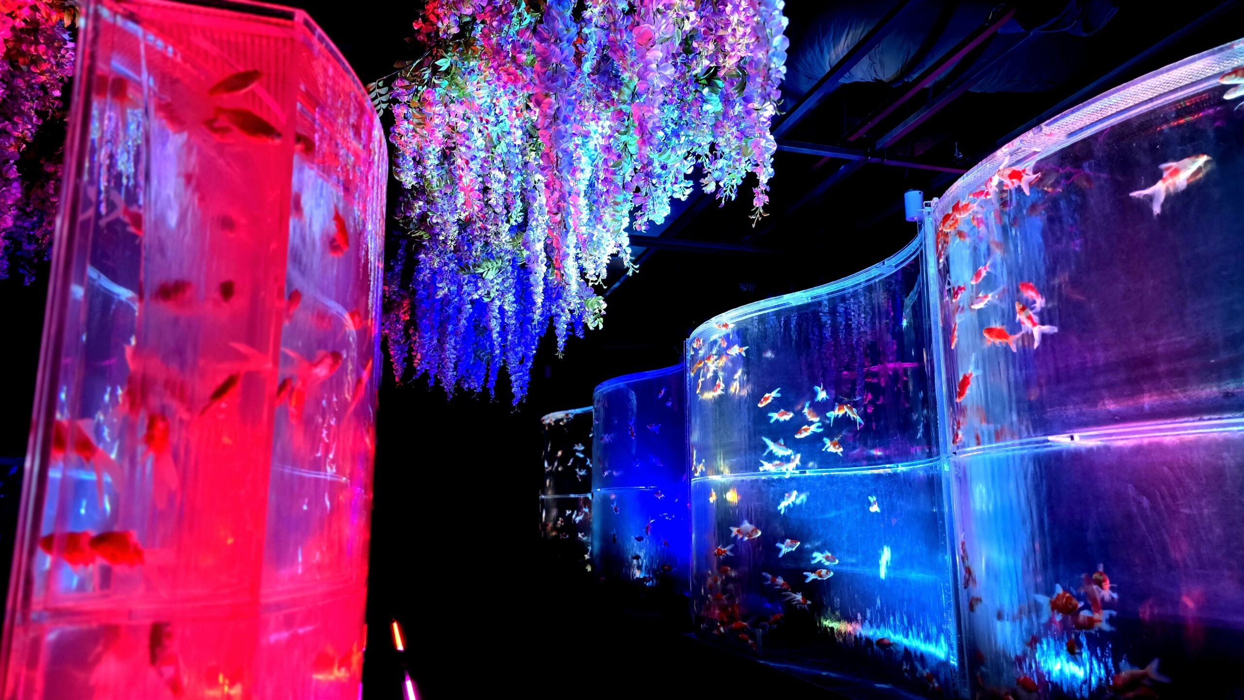 アートアクアリウム美術館 GINZA 金魚の滝（斜めアングル）