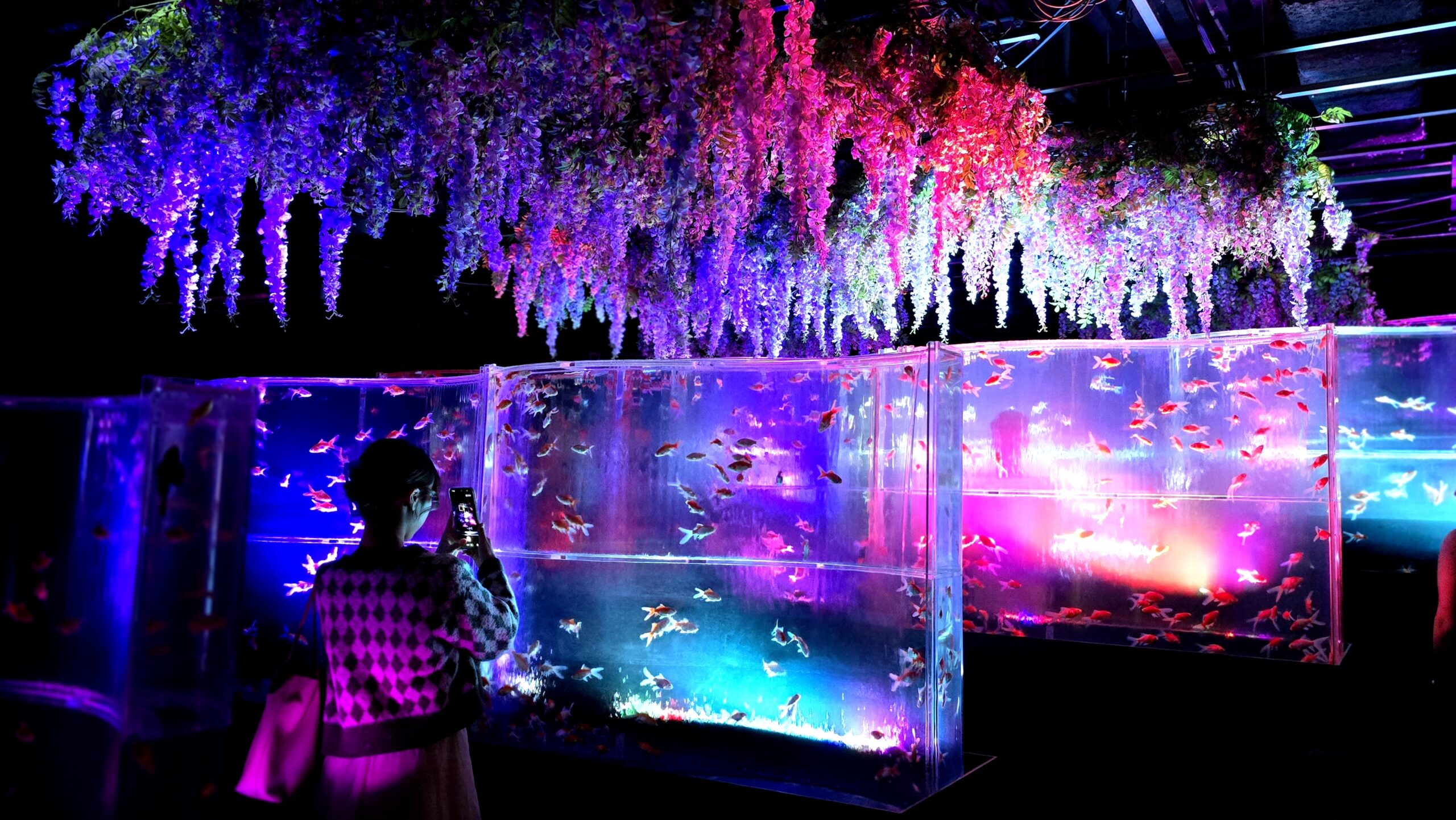 アートアクアリウム美術館 GINZA 金魚の滝と藤