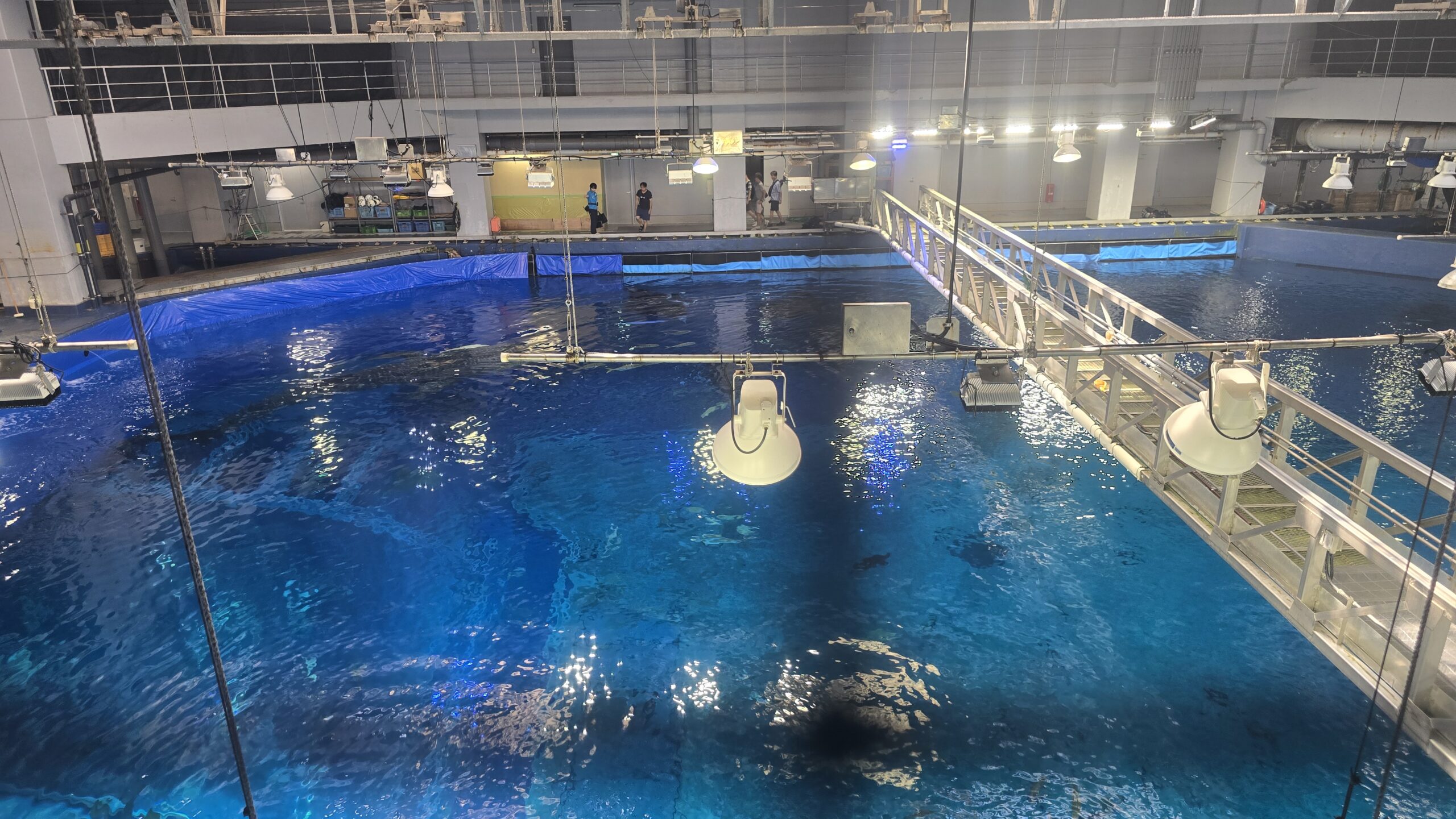 沖縄美ら海水族館 黒潮探検 大水槽を真上から見た雰囲気