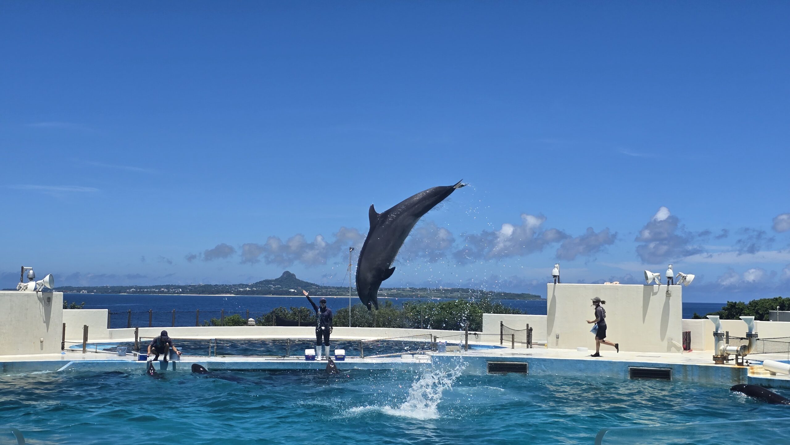 沖縄美ら海水族館 オキちゃん劇場 イルカのジャンプのディテール