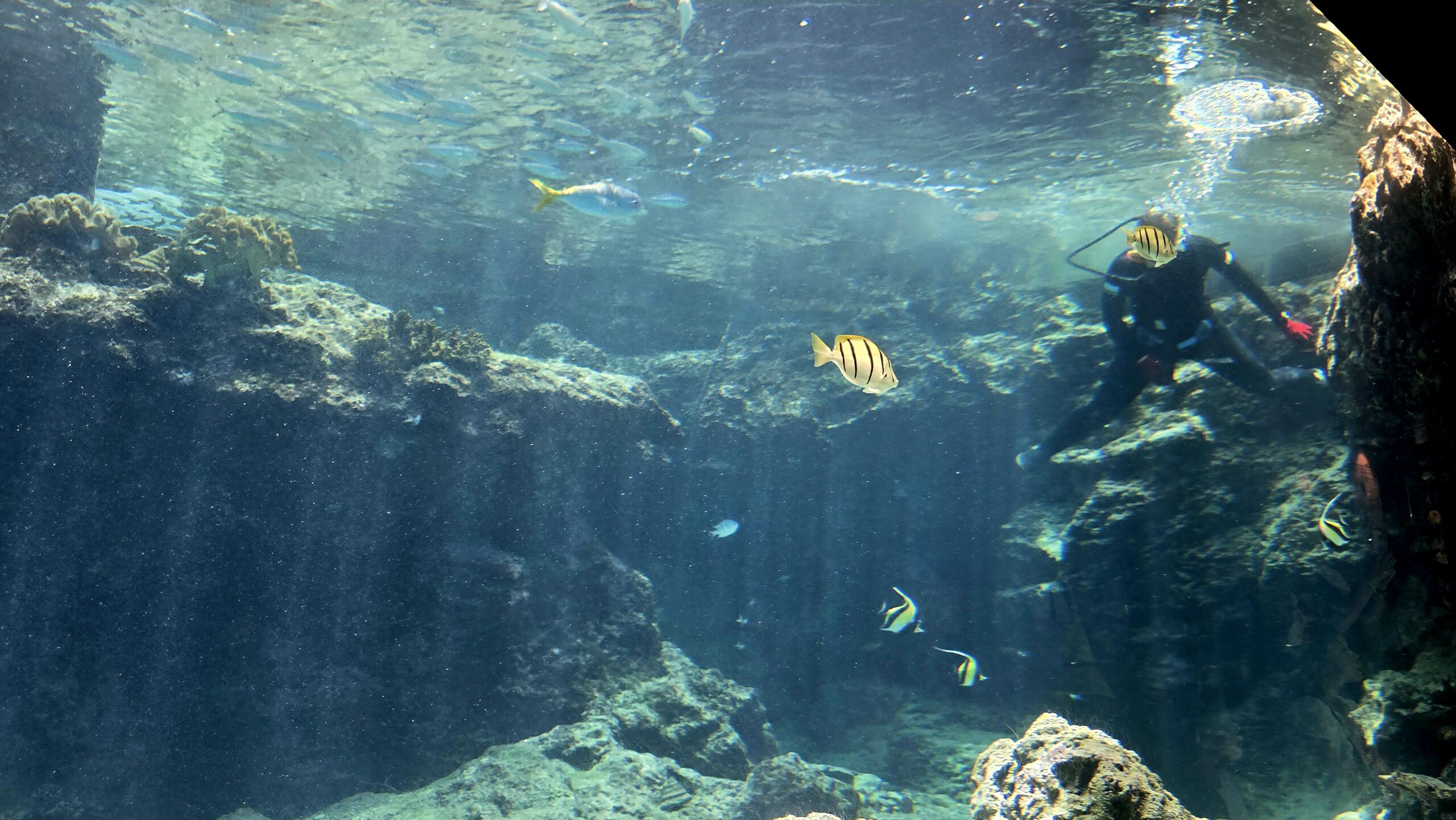 沖縄美ら海水族館 熱帯魚の海 ダイバーの水槽清掃と熱帯魚