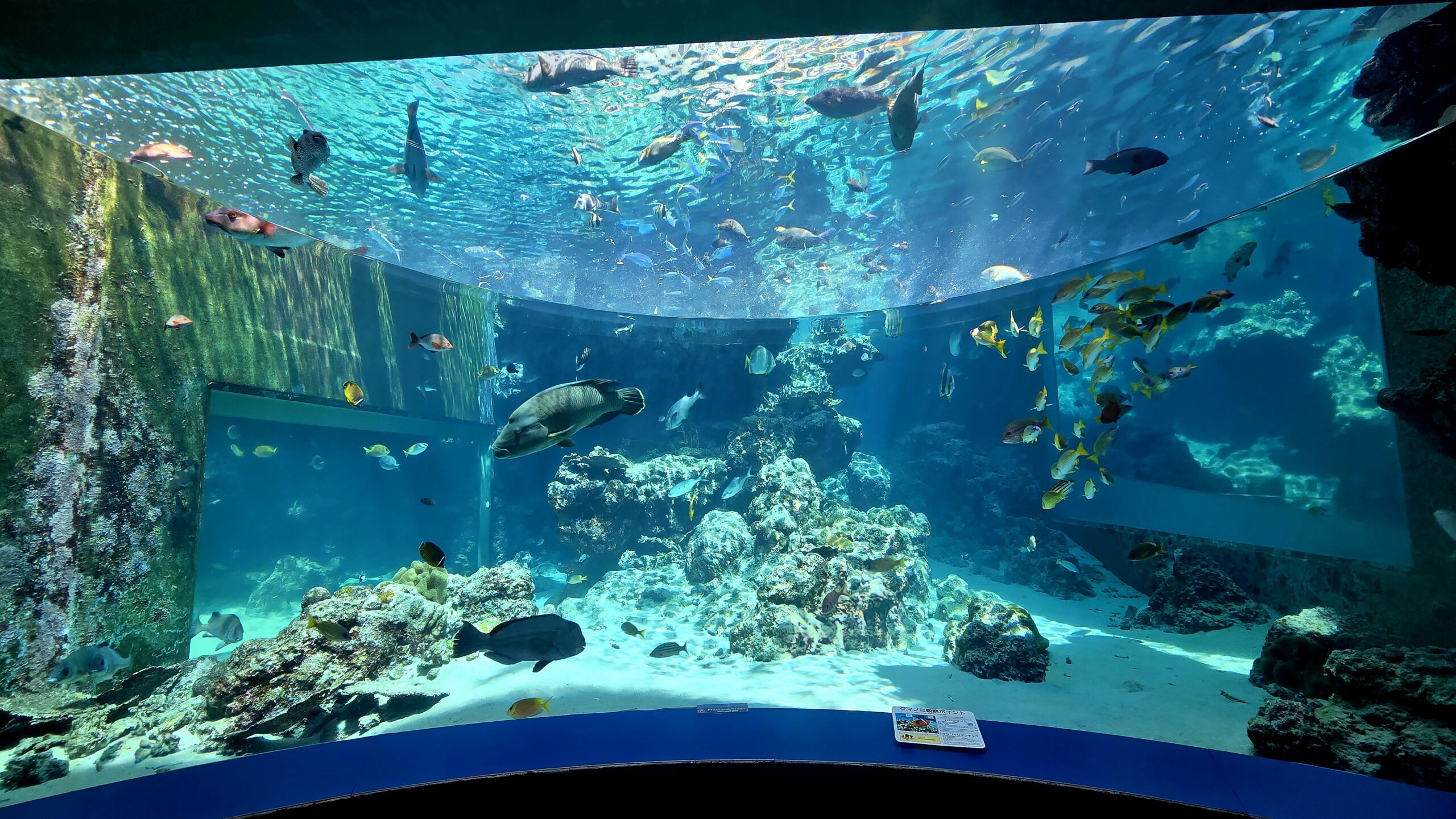 沖縄美ら海水族館 熱帯魚の海 の雰囲気