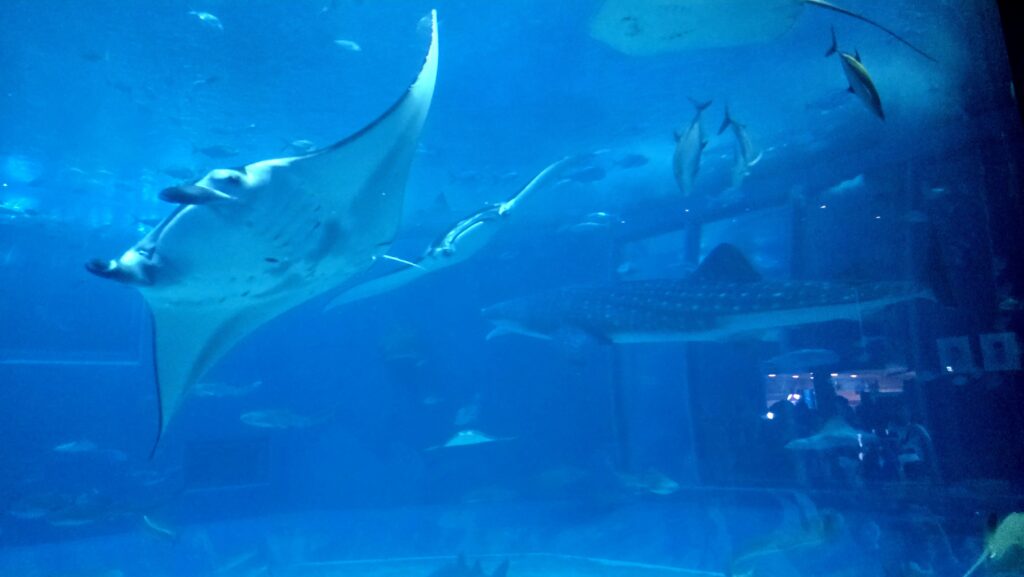 沖縄美ら海水族館 黒潮の海 ナンヨウマンタのディテール