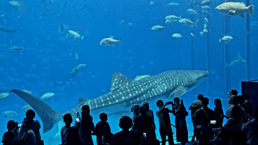 沖縄美ら海水族館 黒潮の海 正面大パネル の展示