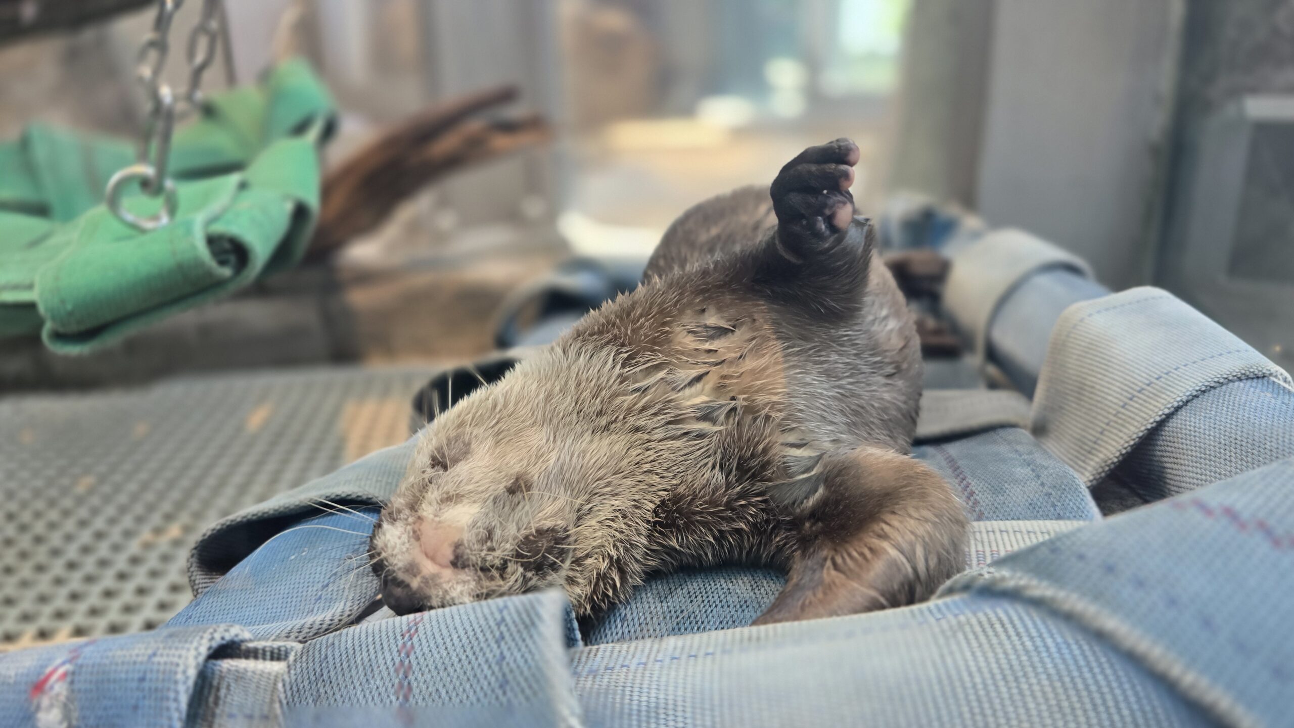 アトア SKYSHORE コツメカワウソの昼寝