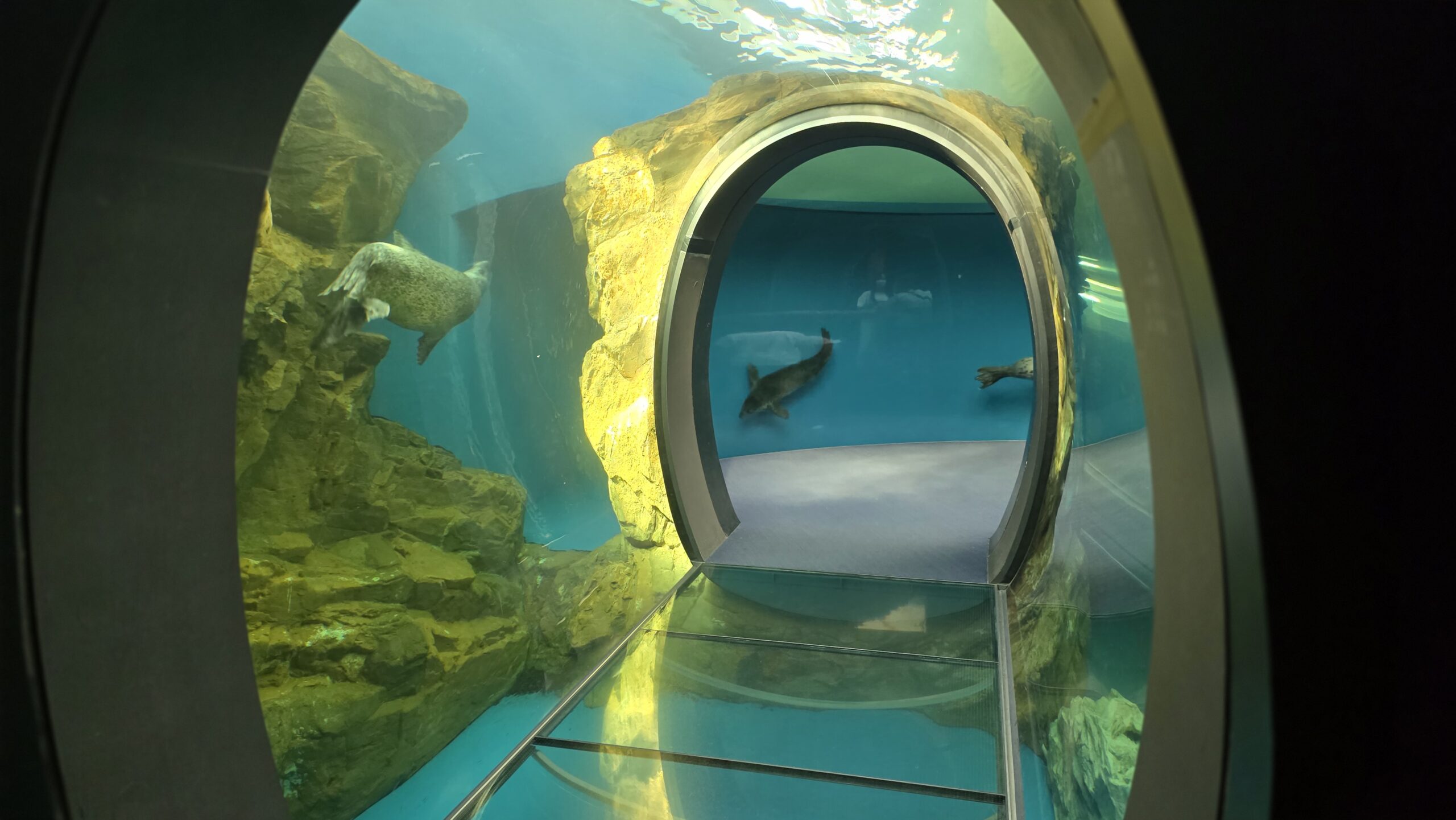 しながわ水族館 アザラシ水中トンネル