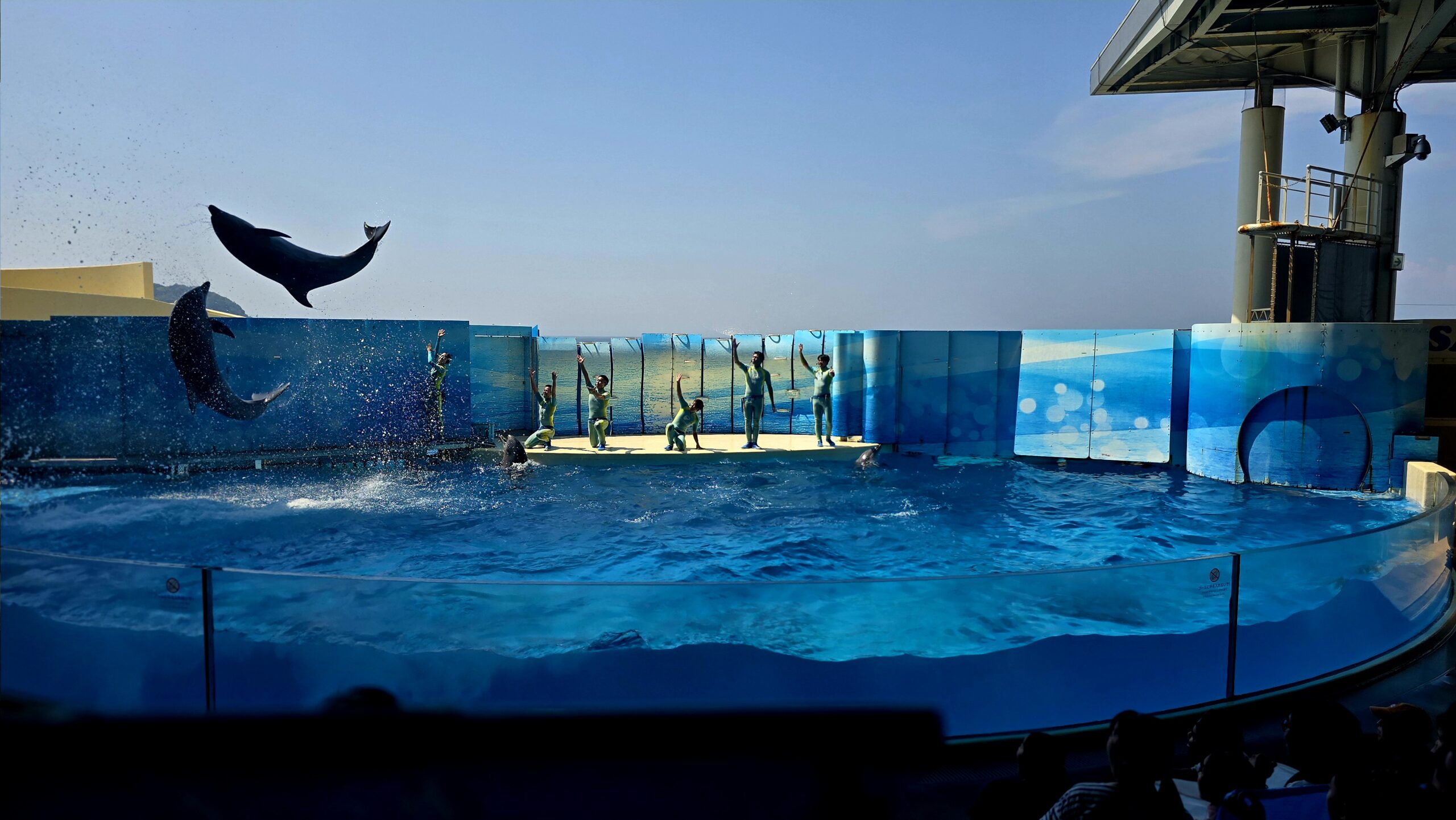 新江ノ島水族館 イルカショーのジャンプ