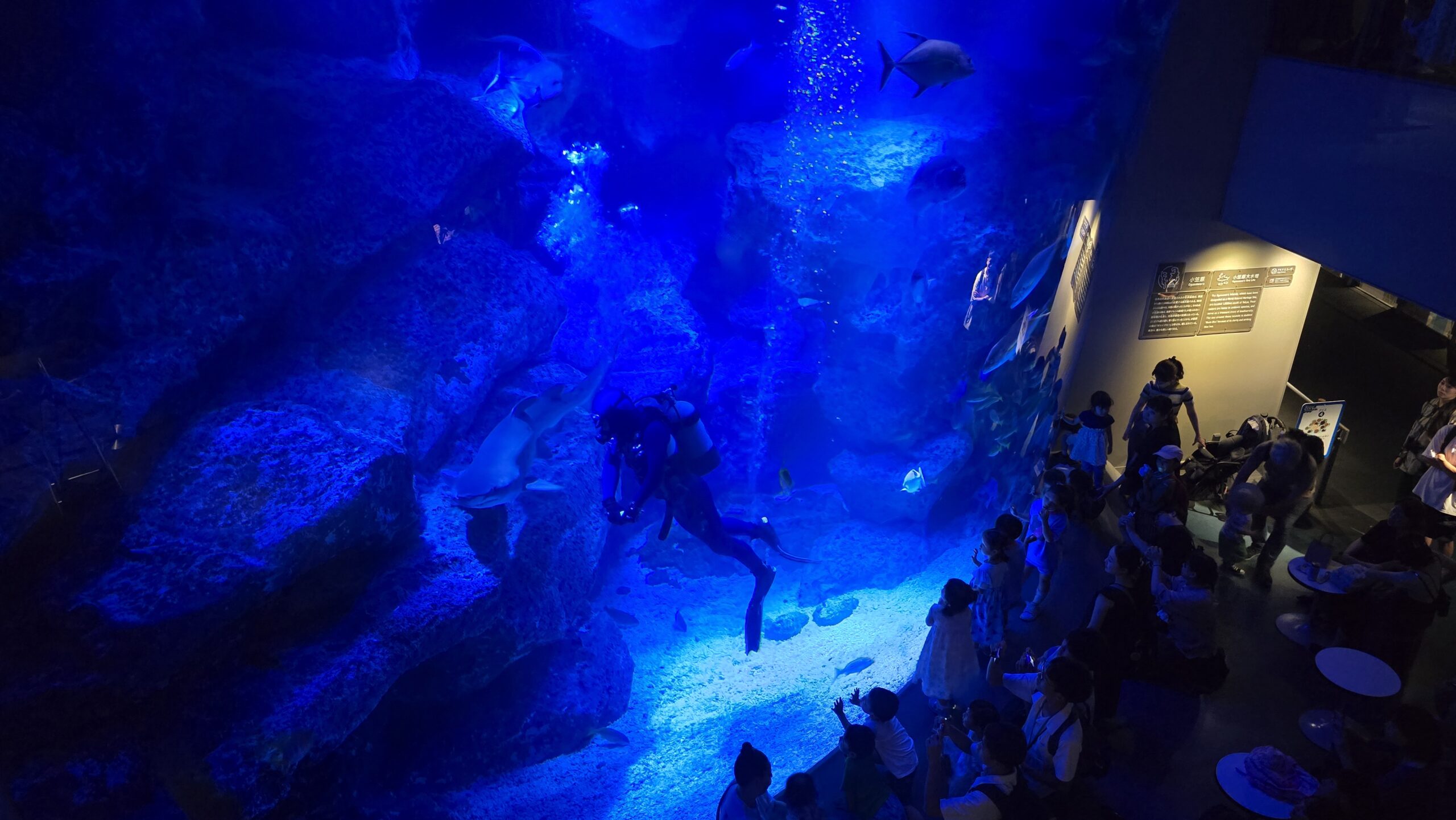 すみだ水族館 小笠原大水槽と鑑賞スペース