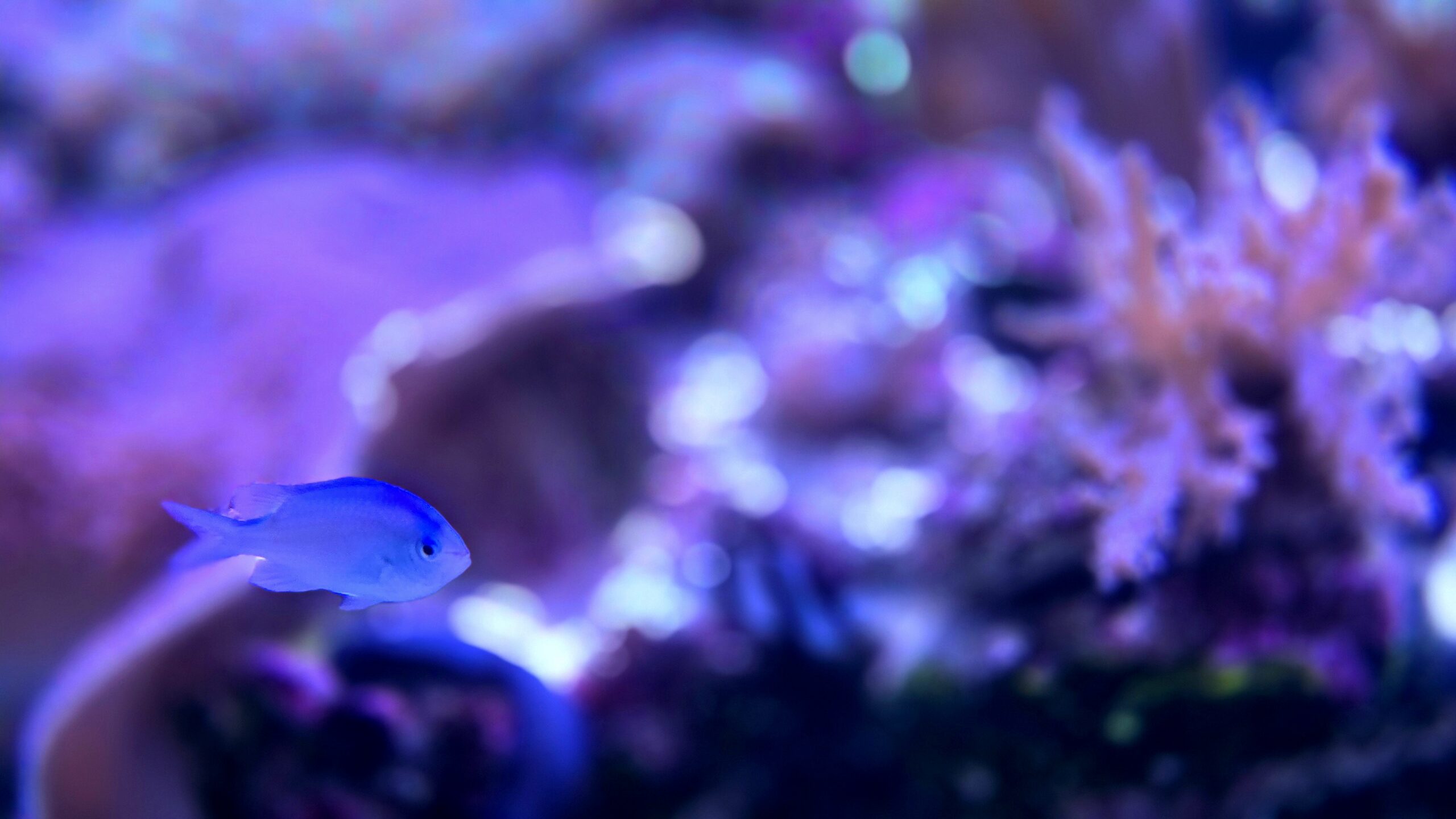 すみだ水族館 サンゴ礁エリアの水槽