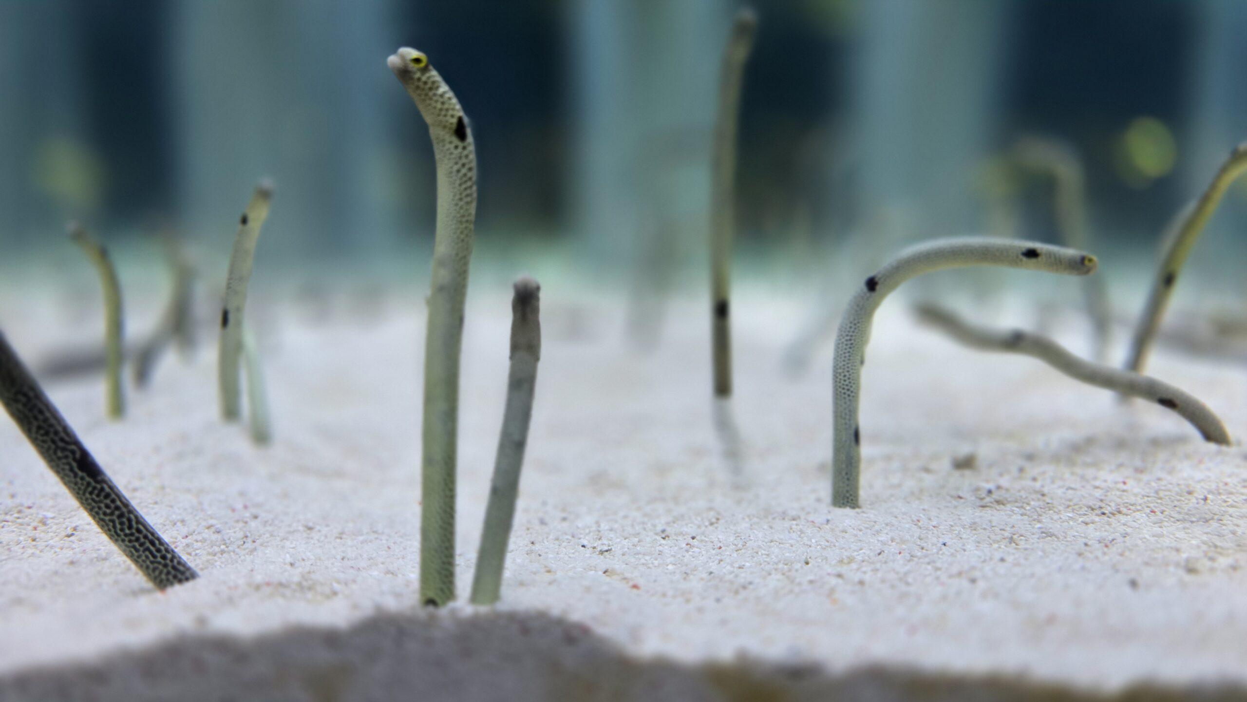 すみだ水族館 チンアナゴ水槽