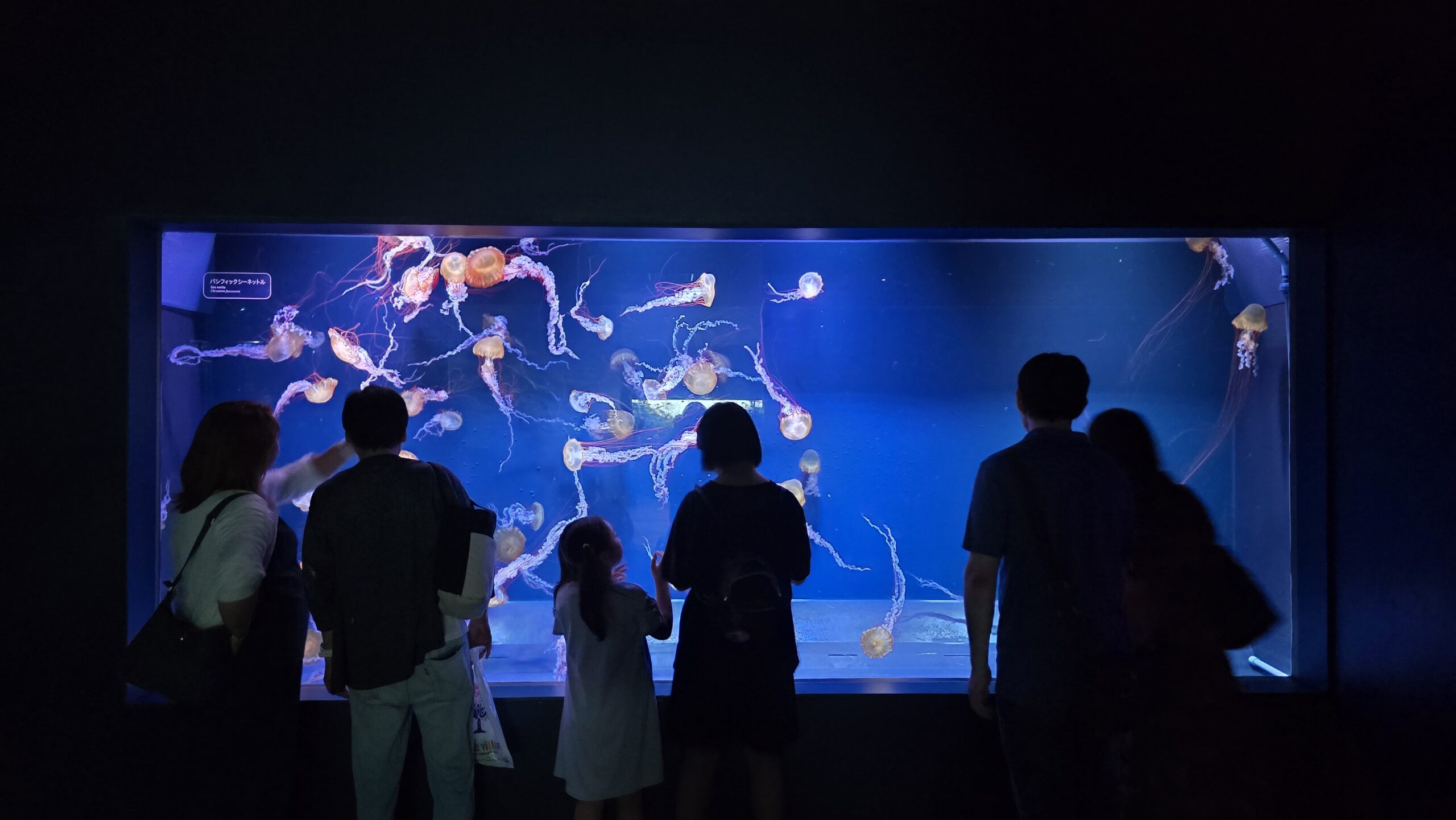 すみだ水族館 クラゲエリアの個別水槽を鑑賞する来館者