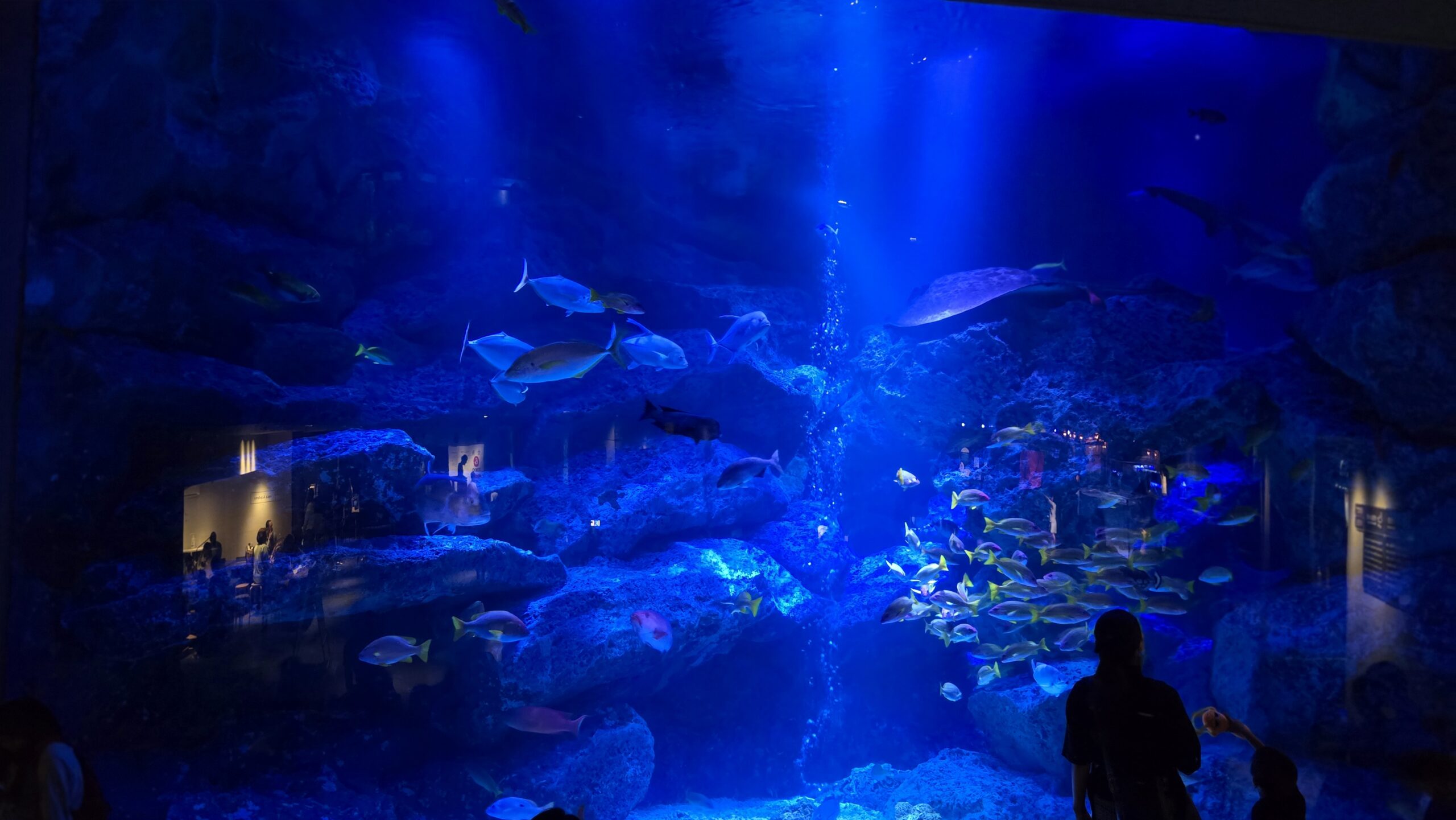 すみだ水族館 小笠原大水槽を泳ぐ魚たち