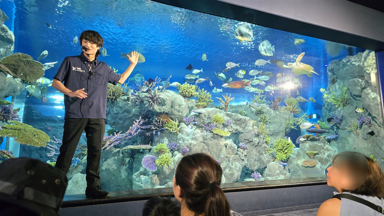 DMMかりゆし水族館 飼育員による解説タイム