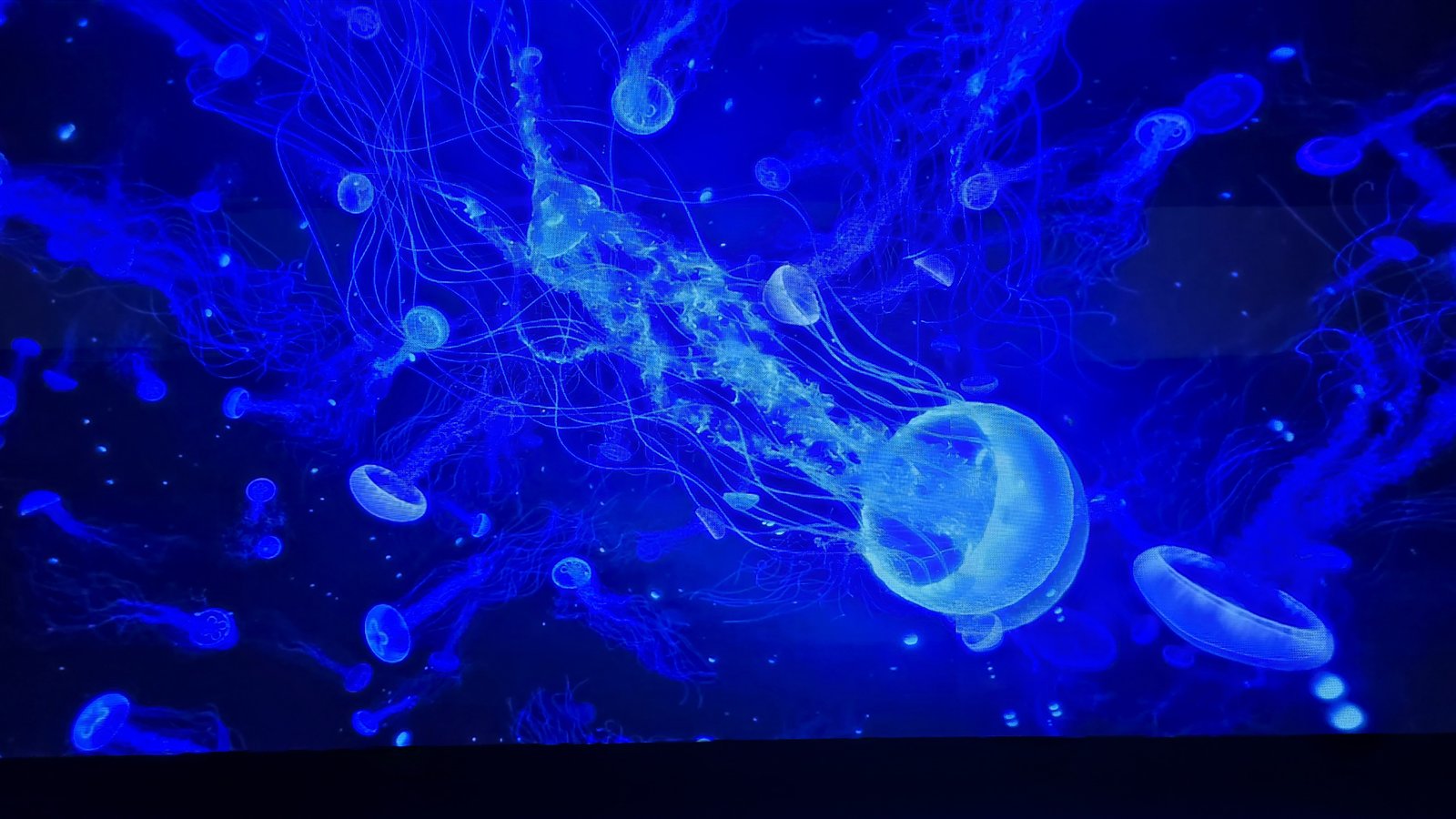 DMMかりゆし水族館 はいさいシアターの映像演出