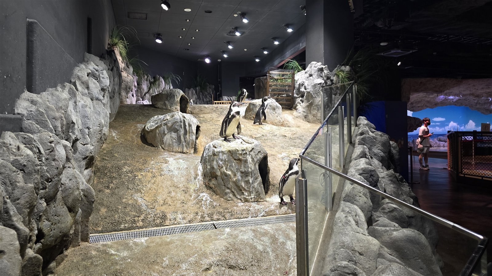 DMMかりゆし水族館 ペンギンぐすくの陸場