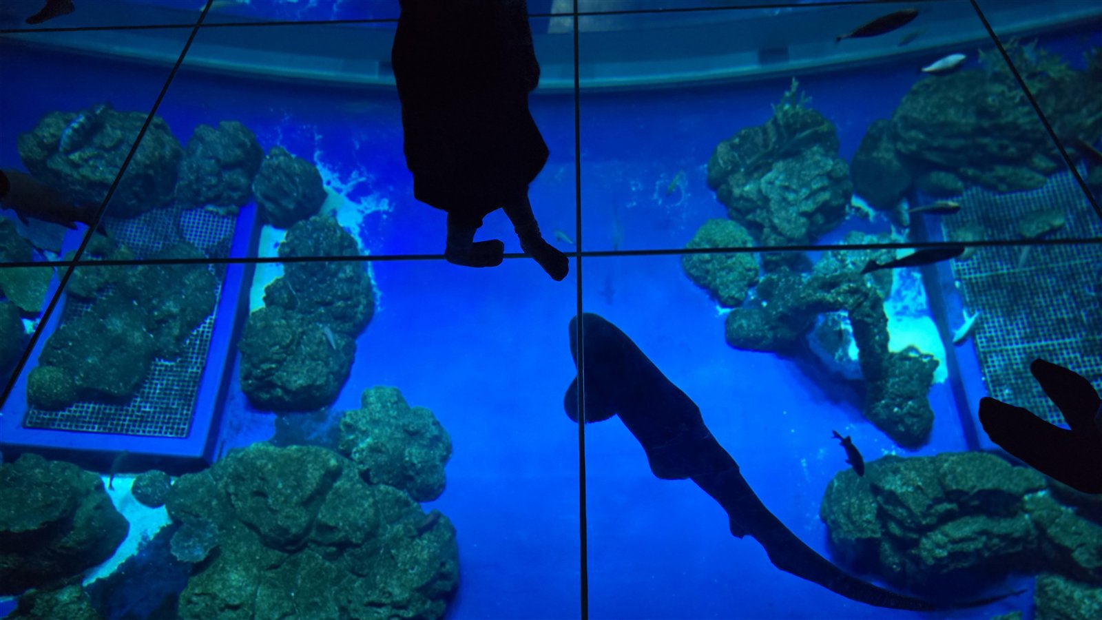 DMMかりゆし水族館 ちゅらみなもの足元を泳ぐサメ