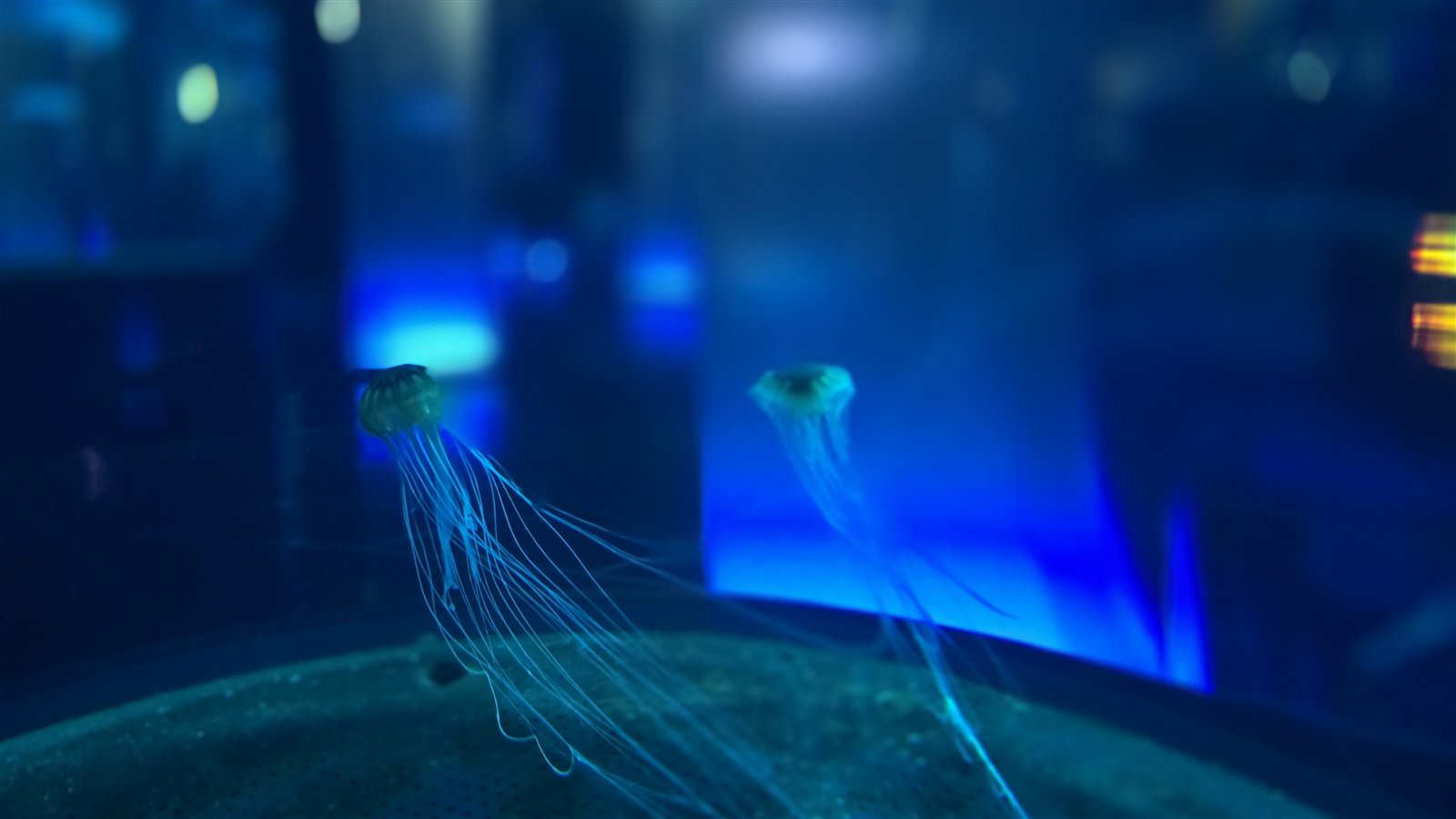 DMMかりゆし水族館 クラゲよんなーのクラゲ