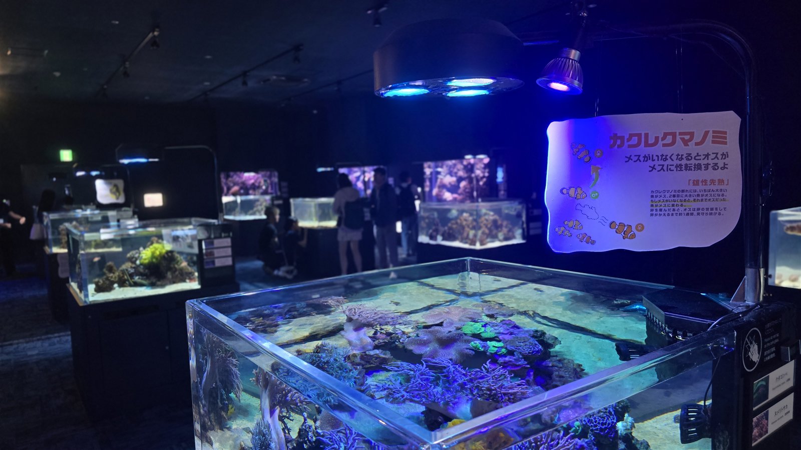 DMMかりゆし水族館 ばんない水槽の個水槽エリア